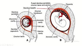 Decidua Differentiation A Comprehensive Guide to Basalis Capsularis and Parietalis [upl. by Orlov539]