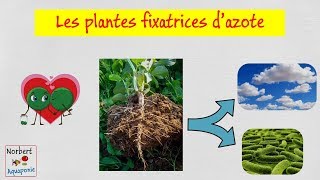 ☘️ Les plantes fixatrices dazote légumineuses [upl. by Nerua580]