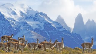 Across Patagonia Chiles Lakes Mountains amp Wildlife [upl. by Nowed]