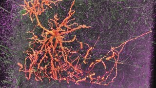 Neurons amp Synapses [upl. by Liggett]