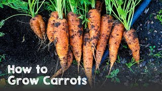 How to Grow Carrots from Seed to Harvest [upl. by Annaer174]