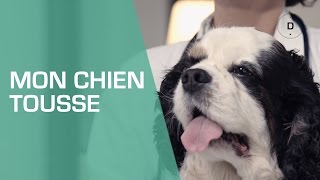 Mon chien tousse  que faire   Animaux [upl. by Otnas]