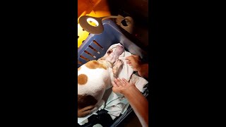 French Bulldog Giving Birth Without CSECTION [upl. by Brufsky905]