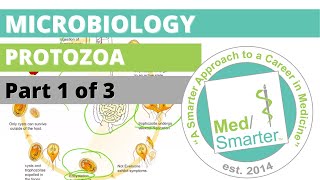 Protozoa  Microbiology  USMLE STEP 1  Part 1 of 3 [upl. by Inalial]