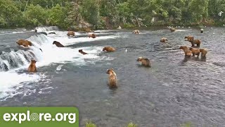 38 Bears In One Night  Best of Bear Cam [upl. by Randall228]