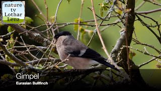 Gimpel Pyrrhula pyrrhula vor der Kamera Eurasian bullfinch observation Eifel Germany [upl. by Huey]