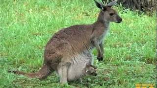 Kangaroo Kids Joeys at Brookfield Zoo [upl. by Nol712]