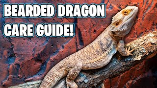 Bearded Dragon Care Guide  Beginners Guide [upl. by Craggy]