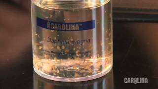 How to Care for Daphnia [upl. by Allehc]