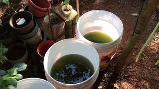 How to grow Green Water Algae [upl. by Okiram]