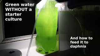 Green Water WITHOUT a Starter Culture  From Scratch  How To [upl. by Slifka]