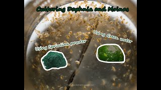 How To Culture Daphnia and Moinas using Green Water Spirulina powder [upl. by Rozanna630]