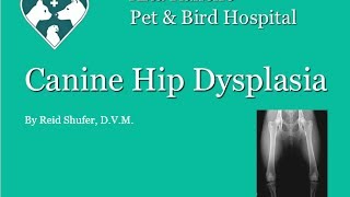 Canine Hip Dysplasia Presentation [upl. by Eecart]