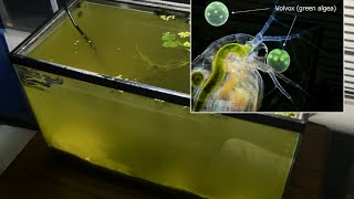 Raising Daphnia for the Freshwater Aquarium [upl. by Zetnom]