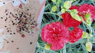 How to Collect Carnations Seeds [upl. by Bough]