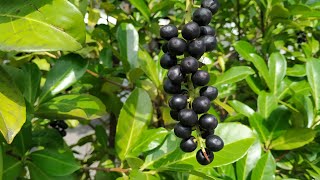 Laurel Cherry Prunus laurocerasus  toxic or edible [upl. by Anahsar965]