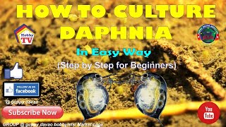 HOW TO CULTURE DAPHNIA In Easy Way [upl. by Aneloj383]