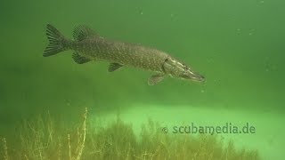 Tauchen im Echinger Weiher [upl. by Bunow624]